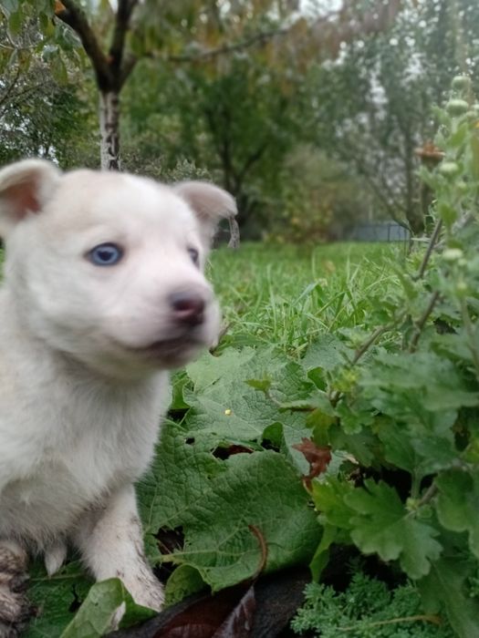 Хаскі цуценята шукають люблячих господарів