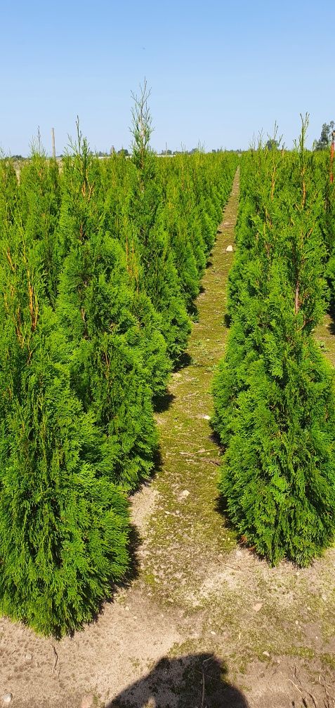 PRODUCENT tuja 1.5-1.6m PIĘKNA thuja SZMARAGD Golden BRABANT sadzenie