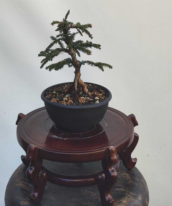 Pre Bonsai świerk gwiazdkowy