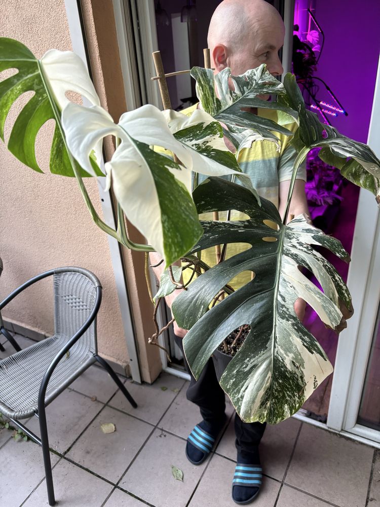 Szczyt Monstera variegata big form duze liscie