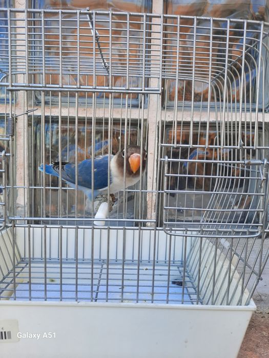 Agapornis Personata 2025 mais gaiola