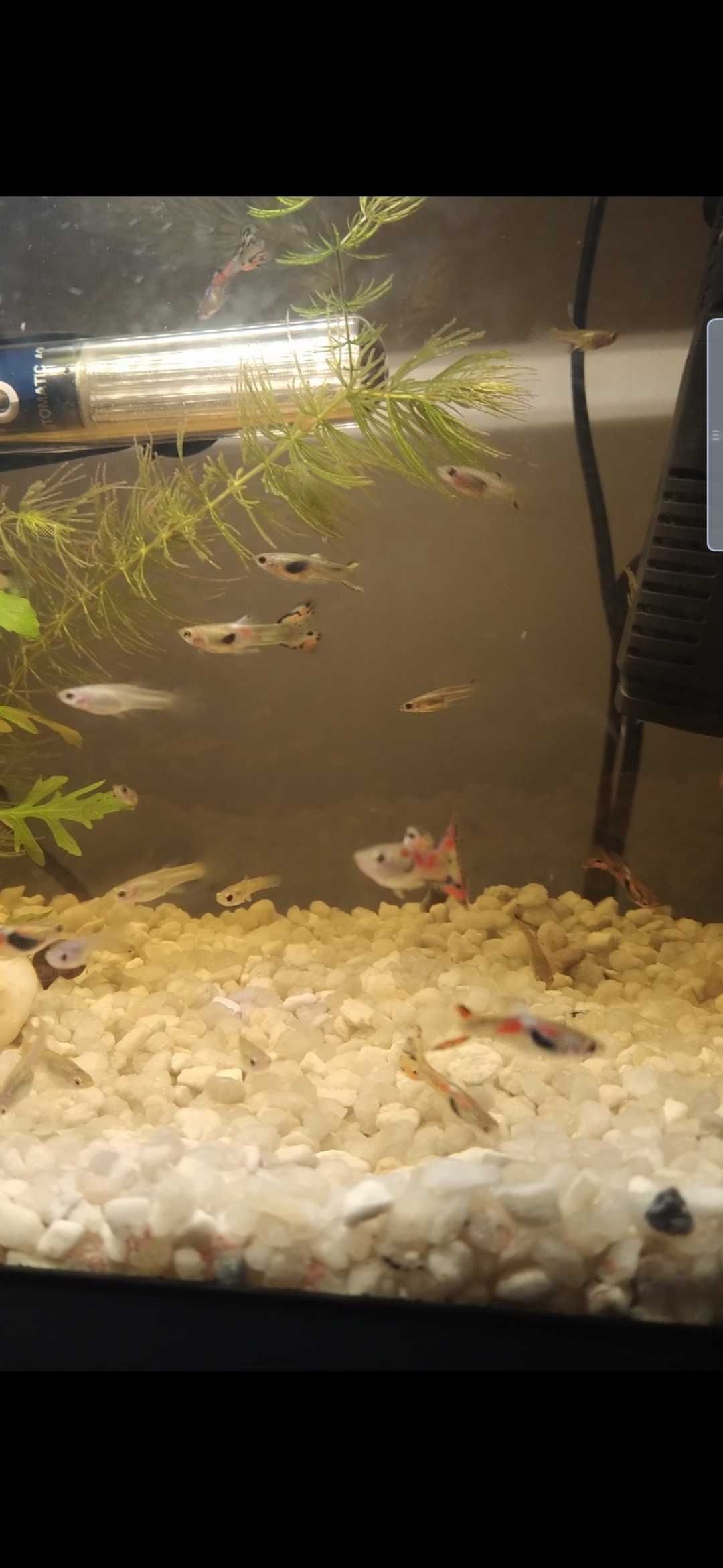 OPORTUNIDADE Guppys fêmeas prenhas