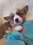 **FLOKI**WELSH CORGI CARDIGAN **śliczny piesek do rezerwacji