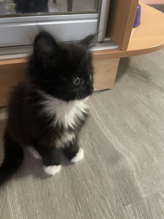 Кошенята мейн кун,дівчатка