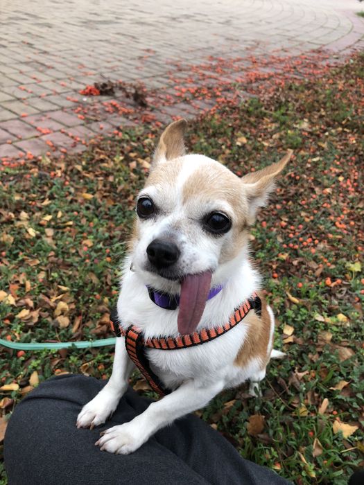 Знайдно собаку! Кривий Ріг!