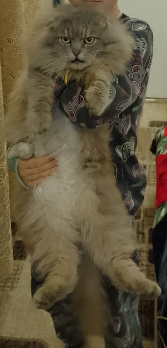 Зводимо кота, чисто кровний, британець висловухий довго шерстий