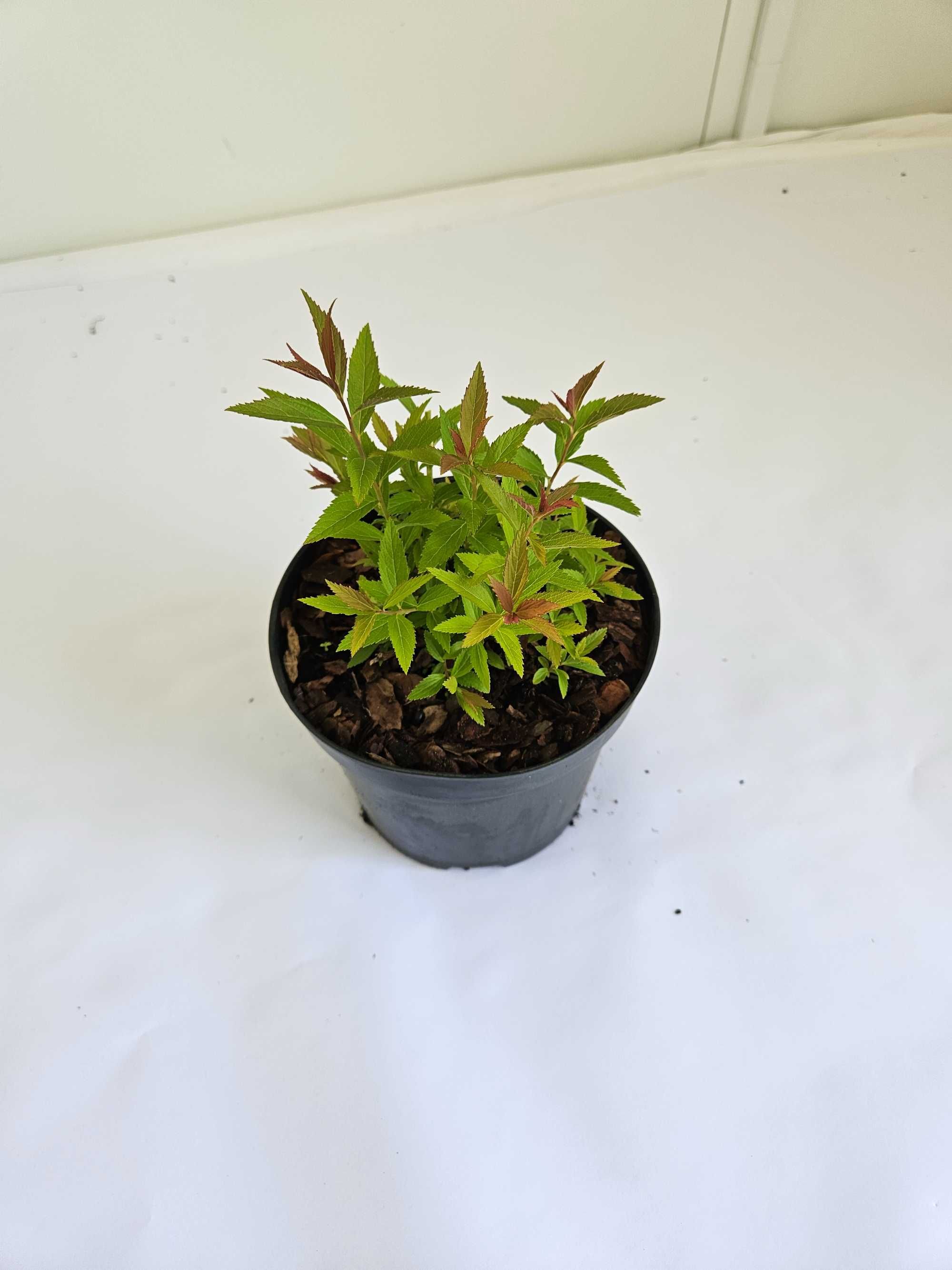 Tawuła japońska 'Genpei' (Spiraea japonica 'Genpei')