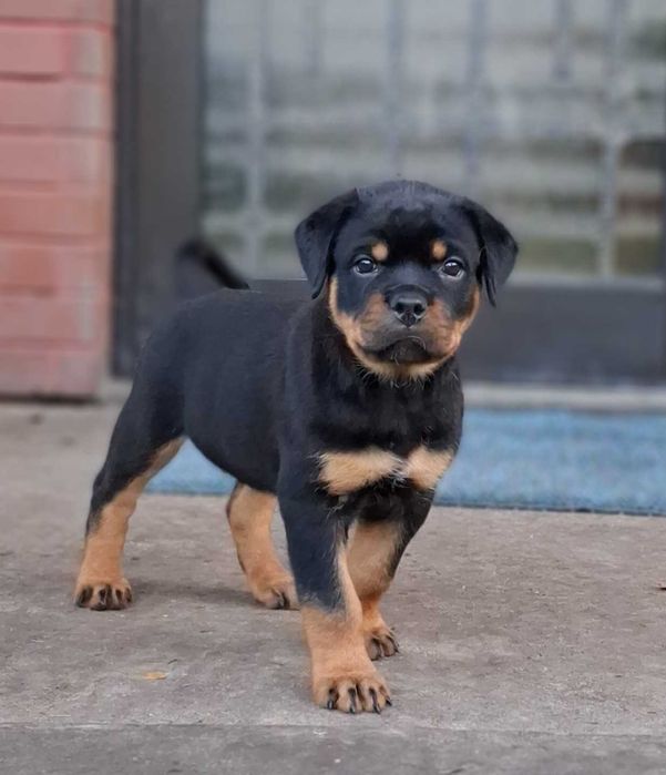 Rottweiler Toruń FCI
