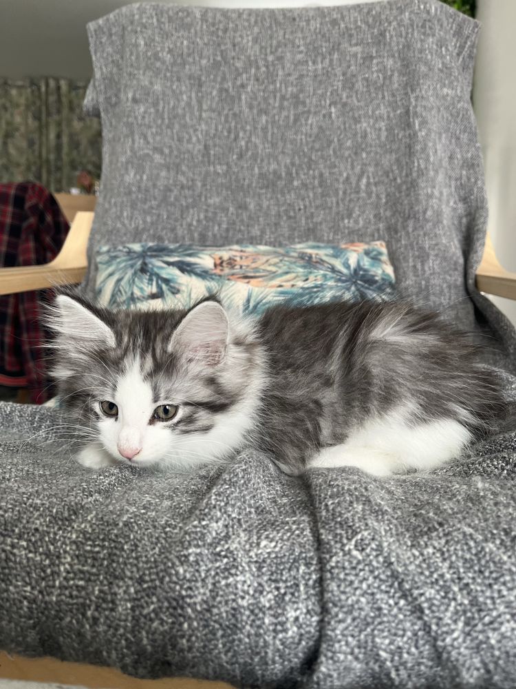 Gatinho bosques da noruega