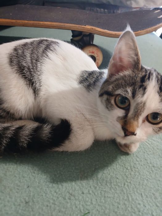 Garinha com 2/3 meses muito meiga