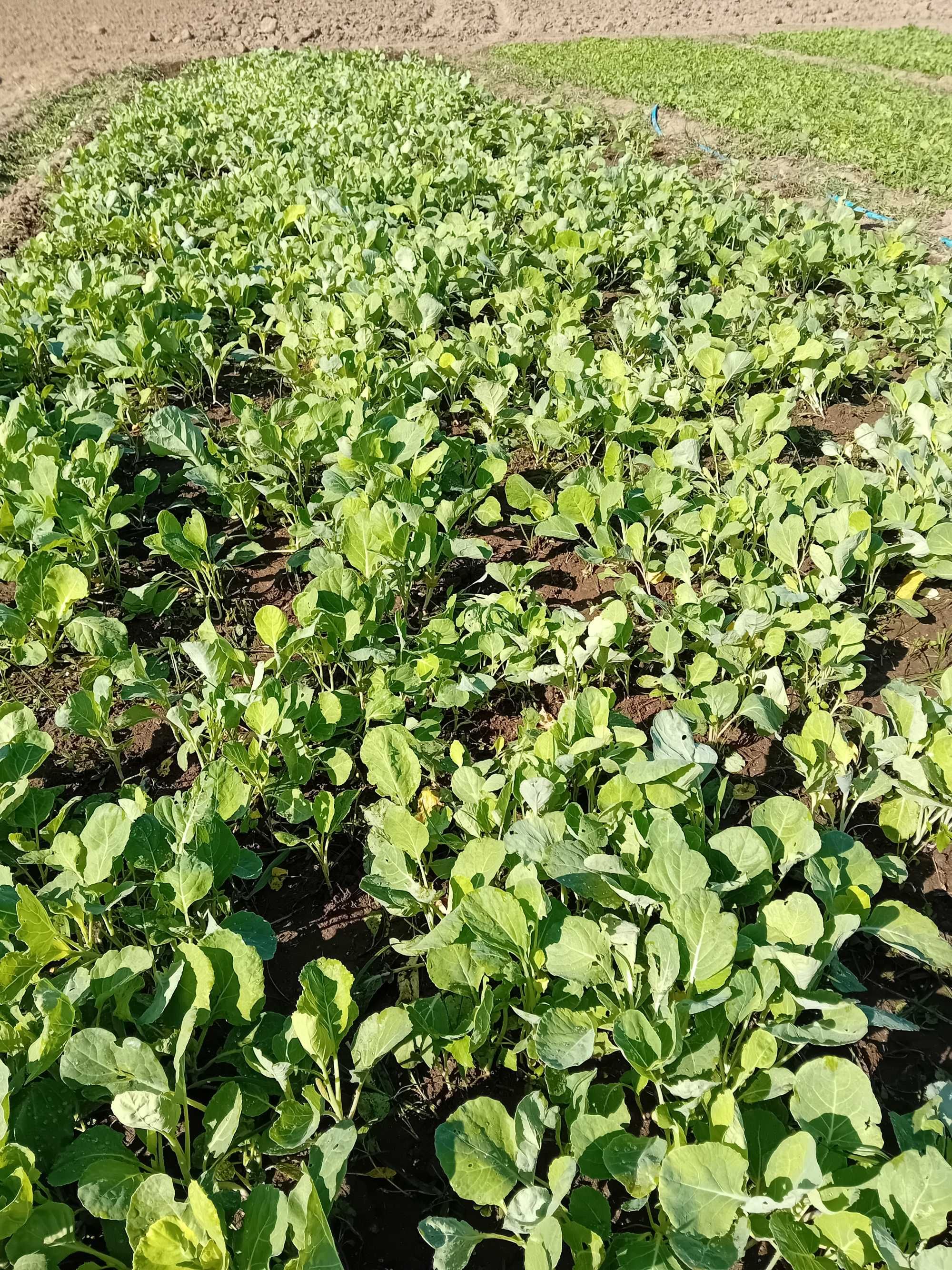 Couve Penca Pão de Açúcar Planta