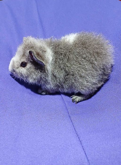 Морська свинка,  американська Тедді