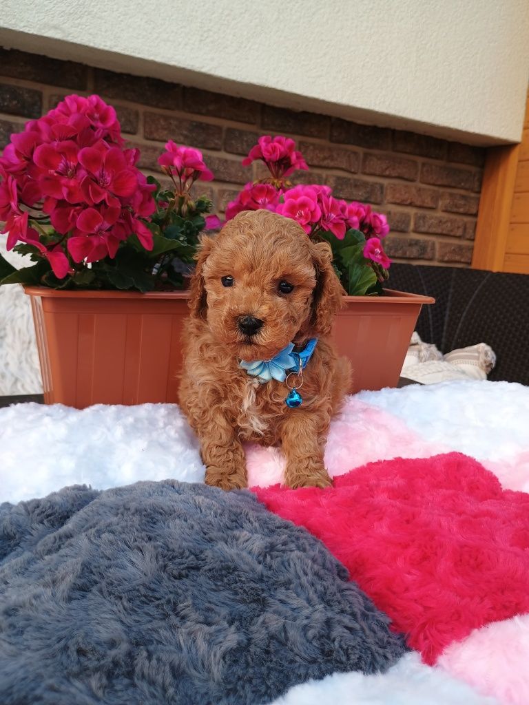 Pudel toy piesek  red
