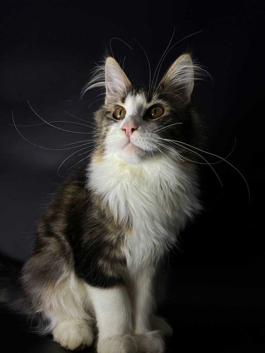 Мейн-кун дівчинка з документами, вакцинами та доставкою по Україні