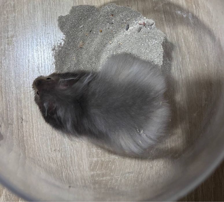 Хомяк Ангорський Нереальний красень хомячок Хомяк