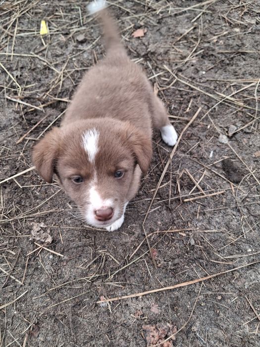 Відам грайливу дівчинку та хлопчика
