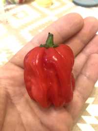 Насіння перцю Habanero Red