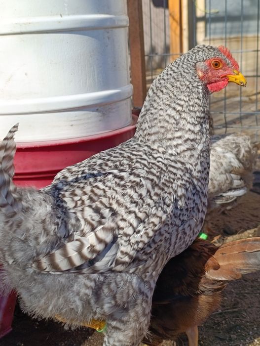 Kogut Amrock tegoroczny