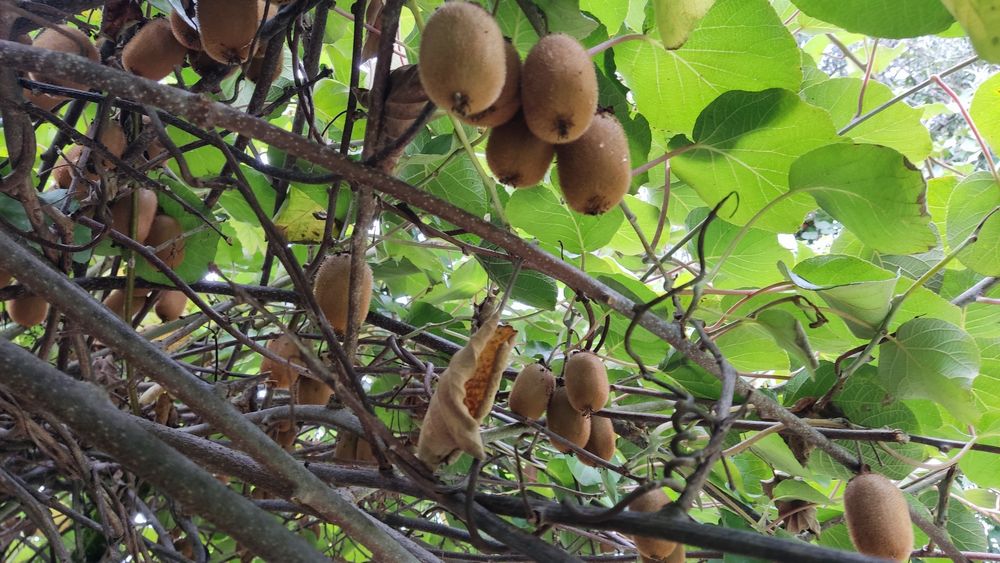 Vendo        kiwis