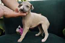 Whippet - chart angielski