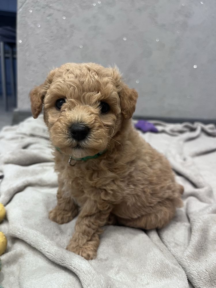 Maltipoo Bichpoo Poochon Pudel Bichon Frise