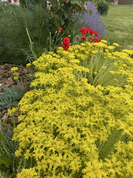 Продам надлишки квітів з власного саду. Ясколка, ломикамінь, очіток.