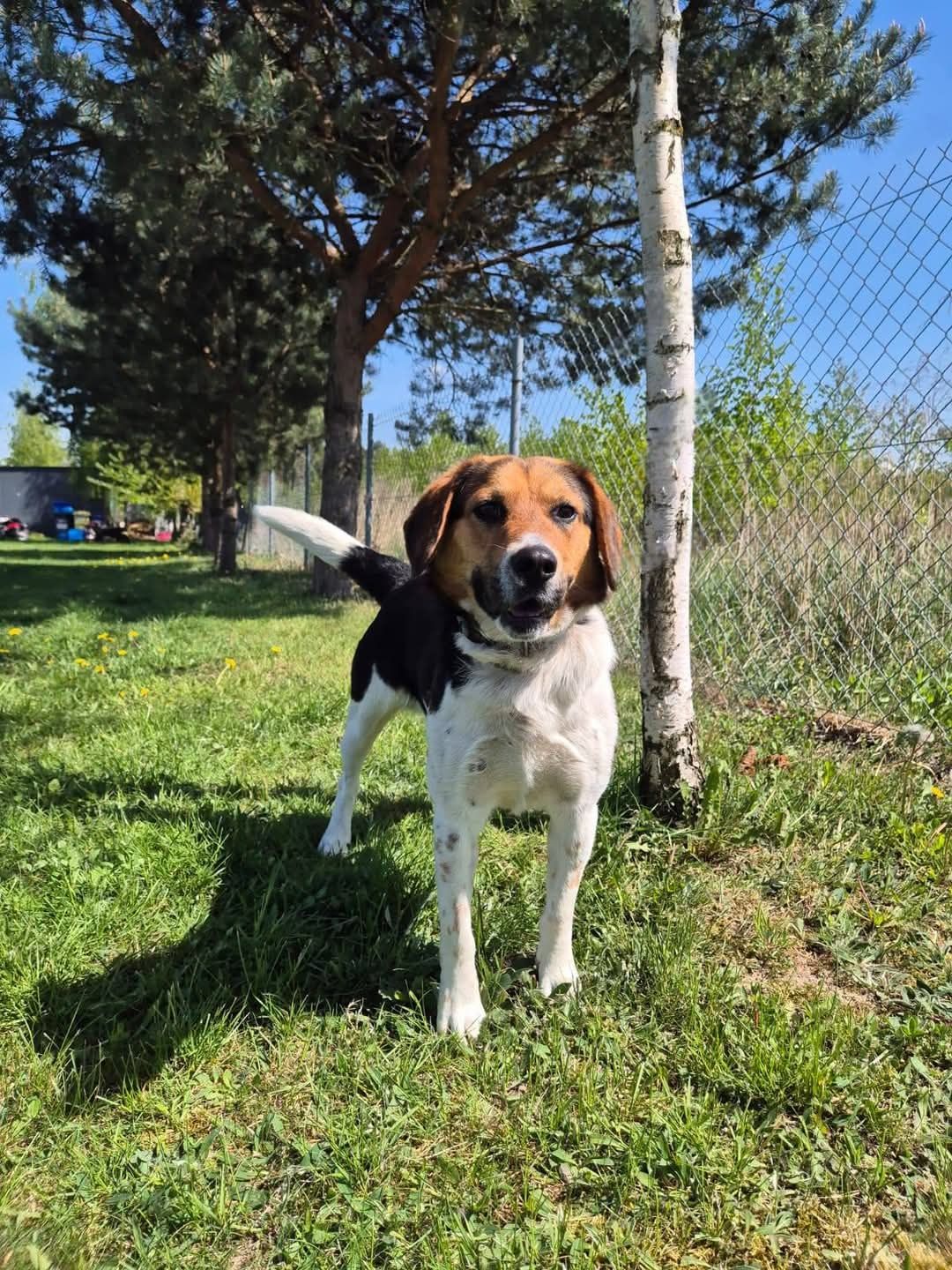 Rico w typie Beagle! Uratuj go przed samotnością dom stały/ tymczas