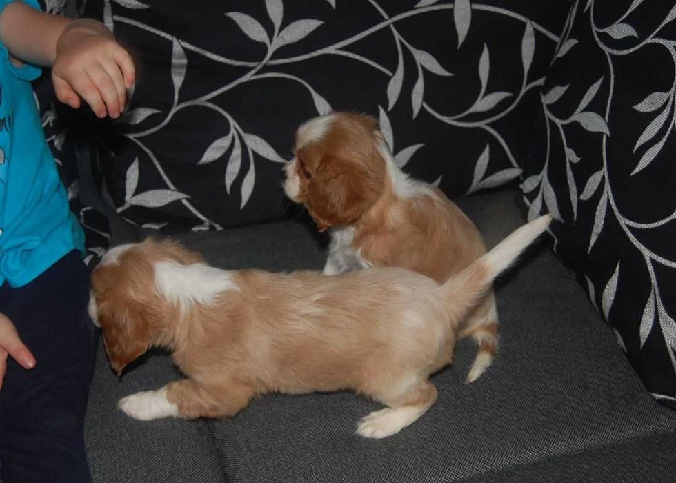 Cavalier King Charles Spaniel Szczeniaki z RODOWODEM