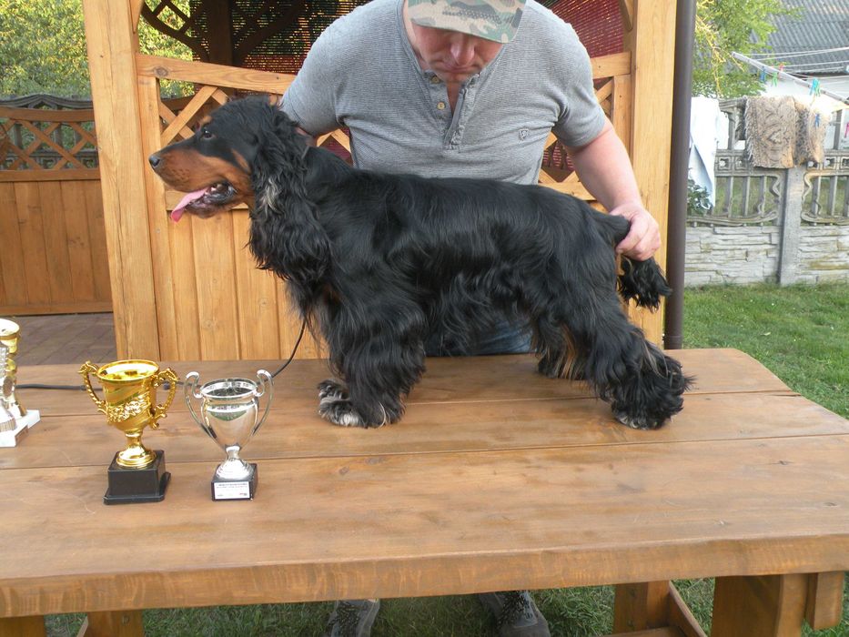 zapowiedź miotu, cocker spaniel angielski