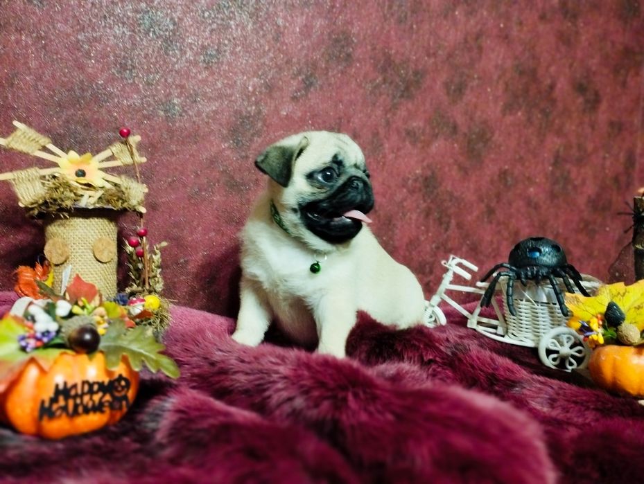 Готов к переезду перспективный парень. Пакет документов. Чипирован.