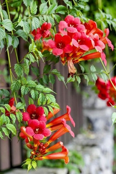 Кампсис ползучий . Прекрасно подходит для  создания тени в беседке!