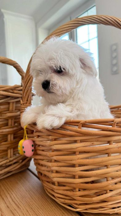 Maltańczyk Piękny Piesek z Rodowodem. Mini. Do odbioru.