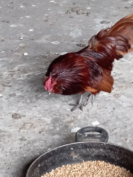 Brodacz wąsacz Antwperski kogut