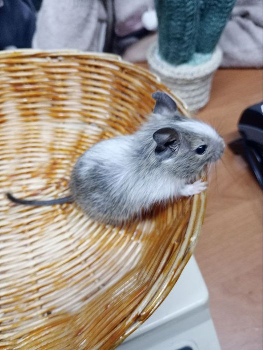 Koszatniczki Malutkie Sklep Zoologiczny