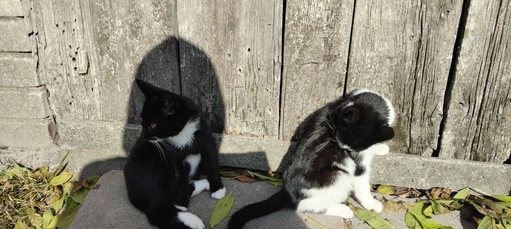 Oddam kota i kociczke 3 msc