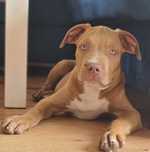 American bully XL