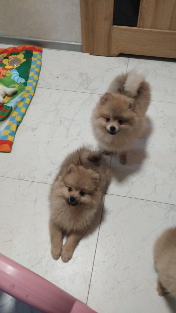 Szpic miniaturowy piesek pomeranian boo