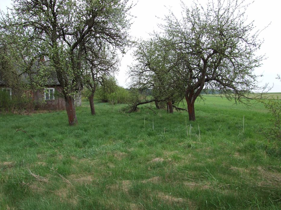 Gospodarstwo rolne 2,5ha Hruszew gm. Platerów pow. Łosice
