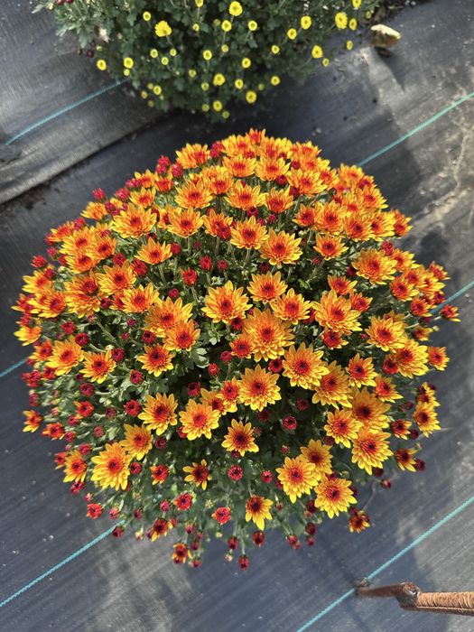 Chryzantemy drobnokwiatowe