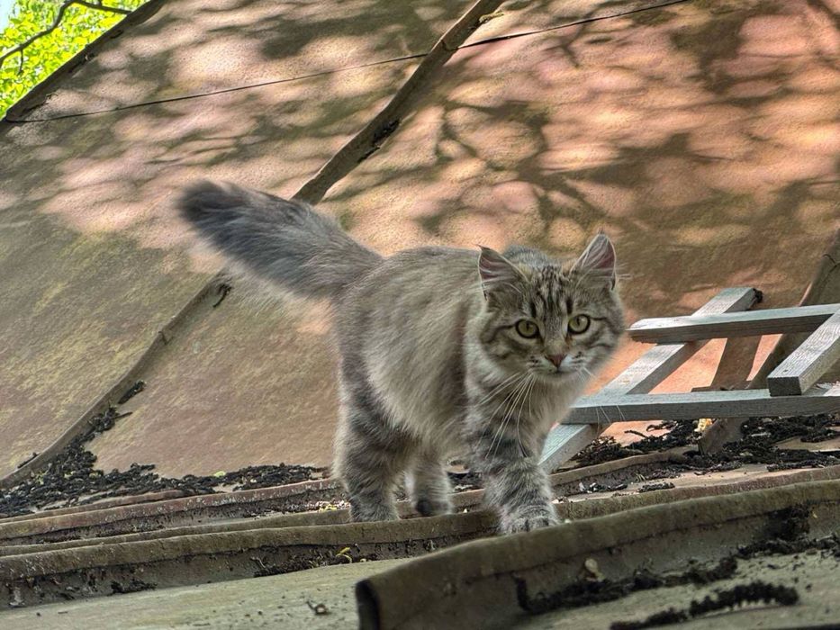 Кошенята в люблячі родини