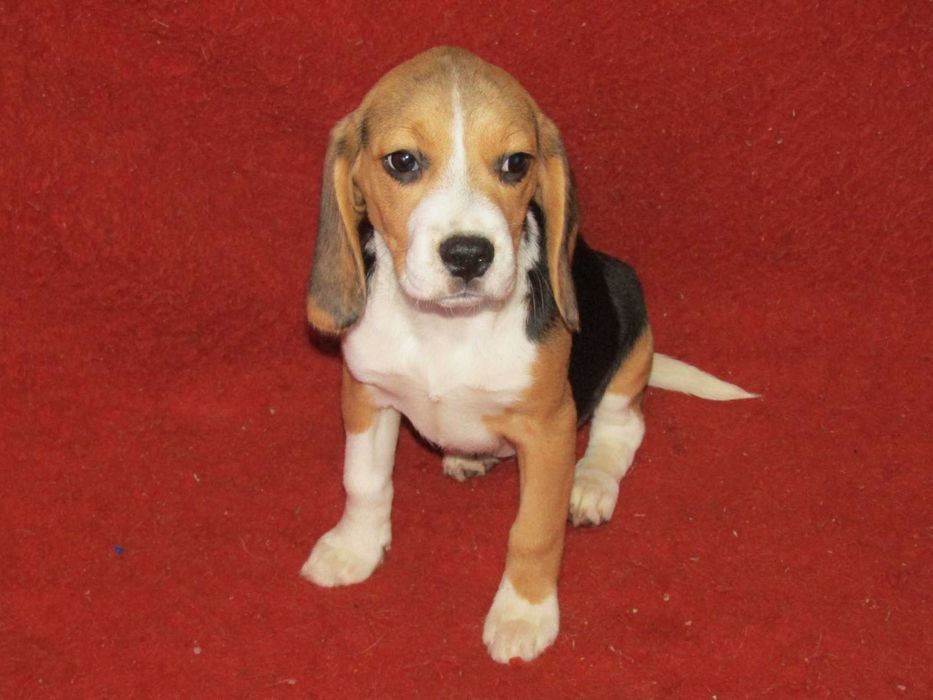 Fêmea Beagle Tricolor de Qualidade, LOP/Pedigree/Afixo, Porte Pequeno.