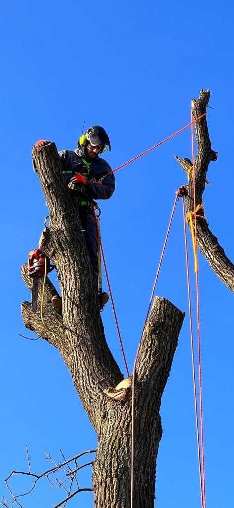 Arborystyka Usuwanie drzew metodą alpinistyczną Wycinka drzew trudnych