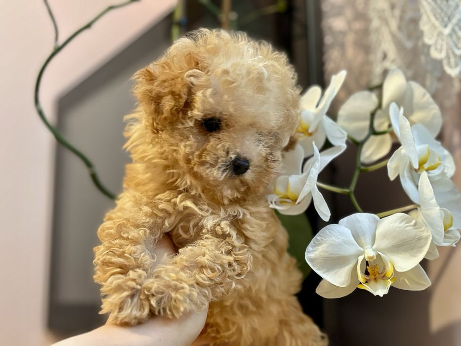 Супер міні цуцик maltipy