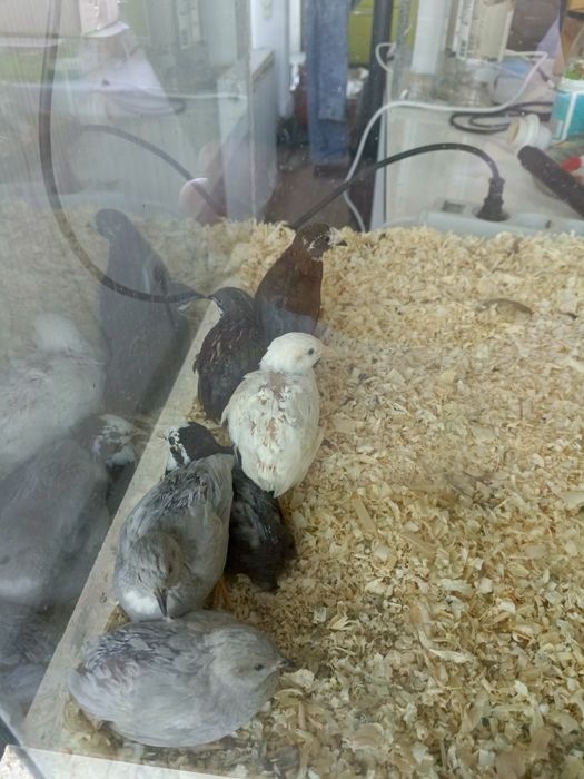 Тераріум великий