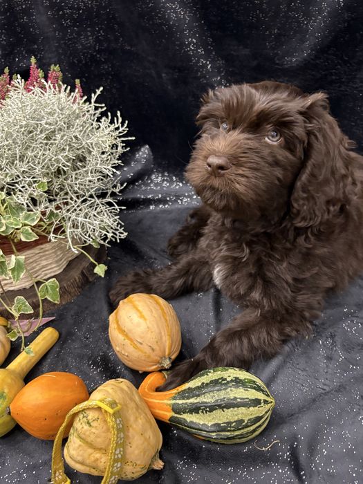GOTOWA DO ZMIANY DOMBarbet francuski pies dowodny nie doodle, cockapoo