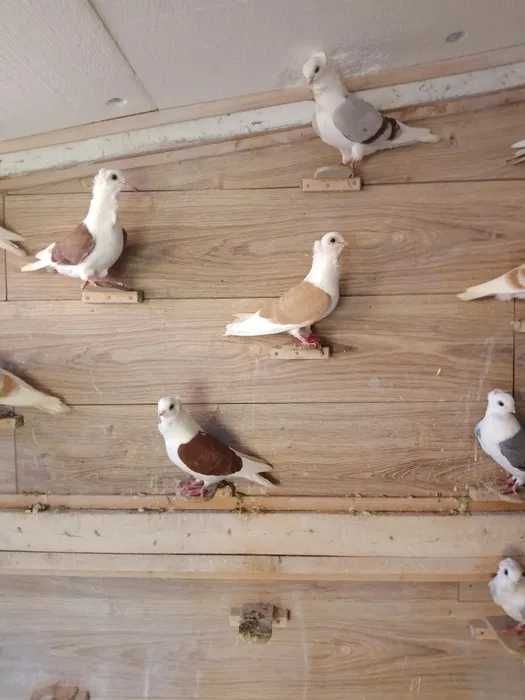 Sprzedam gołębie ozdobne rasy mewki