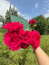 Троянда червона ароматна