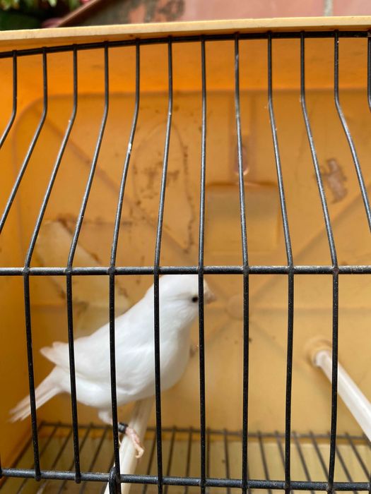 canarios brancos para venda