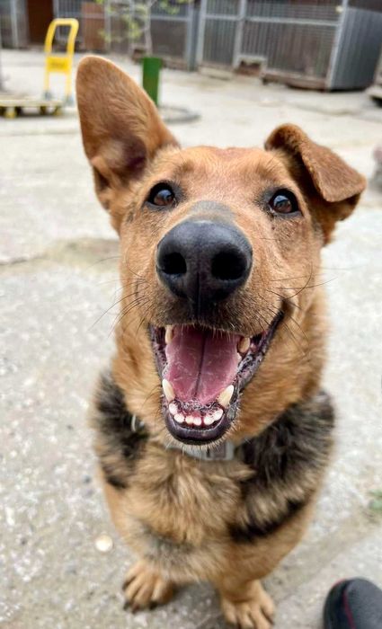 MISIU - pies szuka domu, do adopcji w całej Polsce!