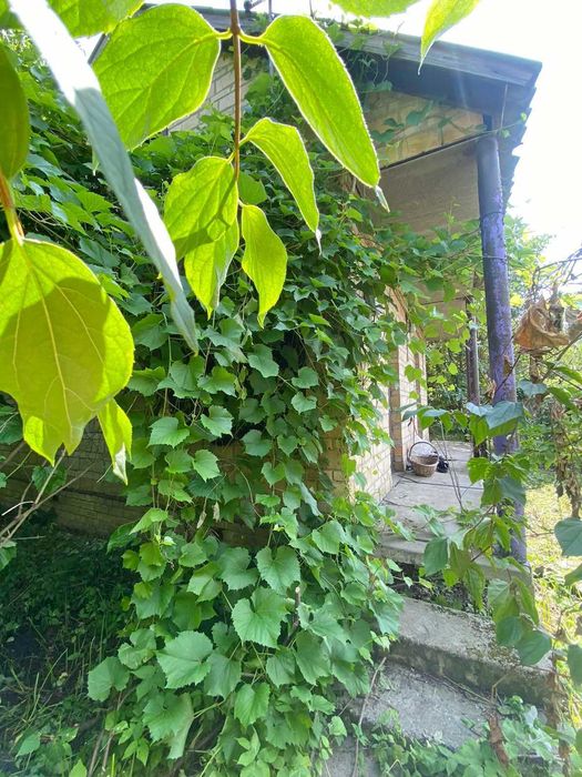 Ділянка 6 соток з дачею в СТ Ентузіаст, с. Блиставиця, Бучанський р-н